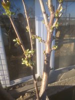 IMG_20170503_181547.jpg