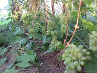 2016-08-18_ehlegant18.jpg