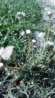 IMG_20170605_094333.jpg