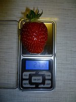 Первая ягода Кокинской Зари. 1jpg.jpg