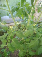 IMG_20170624_064330.jpg