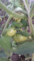 20170624_202256.jpg