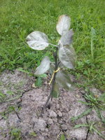IMG_20170625_164803.jpg