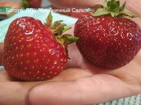 Сорт Богота. Сладкий, с тропической терпкостью, сочный, с хорошей плотностью. Ягоды темные, крупные, тяжелые.