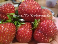 еще Богота.