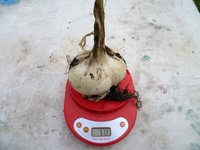 Рокамболь(чесночный лук).jpg