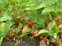 DSCN0779.JPG