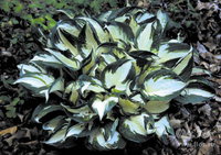 61.Hosta Fire and Ice	<br />1,69 евро<br />примерно 124 руб.<br />50 шт<br /><br />Klaris<br />ната41<br />ната41<br />ната41<br />Белла---2 шт