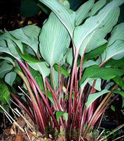 62.Hosta Red October 0.89<br />примерно 64 руб.
