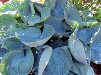 63.Hosta Abiqua  Drinking Gourd 0.59<br />примерно 42 руб.<br /><br />Белла---3 шт<br />ЕЛЕНА М 76