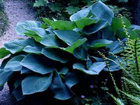 67.Hosta Elegans 0.45<br />примерно 32 руб<br /><br />ната41<br />ната41<br />ЕЛЕНА М 76
