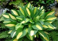 76. Hosta Gypsy Rose<br />0,89 евро<br />примерно 67 руб.<br /><br />ЕЛЕНА М 76