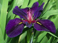 86. Iris Louisiana <br />Black Gamecock	0,78<br />примерно 52 руб.<br />50 шт.