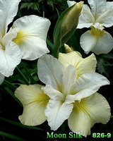 90.Iris Sibirica <br />Sibirica Moon Silk 0.50<br />примерно 36 руб.