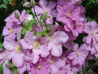 99.Clematis Comtesse <br />de Bouchaud I 1,39 50, <br />примерно 98 руб.