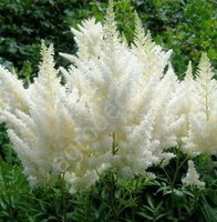 23.Astilbe arendsii Diamant<br />02/03 0,66<br />примерно 47 руб.<br /><br /><br />ЕЛЕНА М 76<br />Наталья Л.