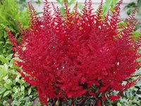 25.Astilbe arendsii <br />Radius 02/03 0.89<br />примерно 65 руб. <br />50 шт.