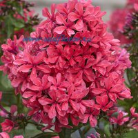 39. Phlox paniculata <br />Cleopatra ® 1,00 50<br />примерно 73 руб. <br />50 шт<br /><br />Badina<br />ЕЛЕНА М 76