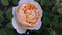 Juliet---срезочная роза  Остина.