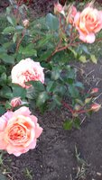 Belvedere. За один запах стоит ее иметь в саду. Мое фото не очень точно передало цвет. Она чисто абрикосовая,махровая.