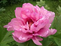IMG_20130612_131547.jpg