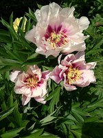 IMG_20130612_131627.jpg