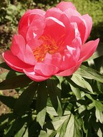 IMG_20130612_132043.jpg
