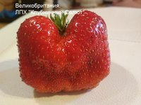 Великобритания_20170714_142607.jpg