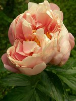 IMG_20130612_132519.jpg