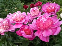 IMG_20130612_134640.jpg