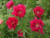 IMG_20130612_134723.jpg