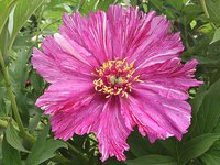 IMG_20130612_134834.jpg