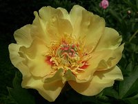 IMG_20130612_135911.jpg