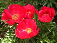 IMG_20130612_135939.jpg