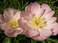 IMG_20130612_140014.jpg