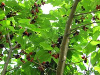 IMG_0001.JPG