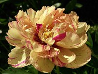 IMG_20130612_140119.jpg