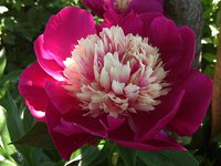 IMG_20130612_143139.jpg