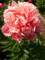 IMG_20130612_143222.jpg