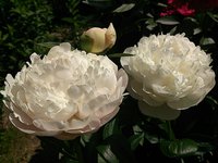 IMG_20130612_143240.jpg
