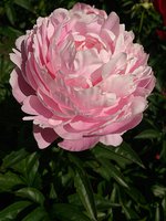 IMG_20130612_143322.jpg