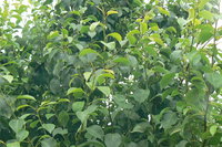 P1320138.JPG