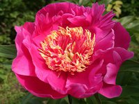 IMG_20130612_174042.jpg