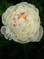 IMG_20130612_174128.jpg