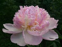 IMG_20130612_175409.jpg
