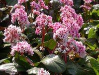 266. Bergenia Silberlicht I 1,85<br />примерно 129р