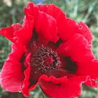 256. Papaver Bonfire I 1.21<br />примерно 85р