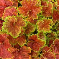 226.Heuchera Miracle 2,83<br />примерно 198р<br /><br />Оксана