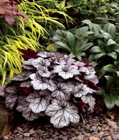 225. Heuchera Glitter 2,83<br />примерно 198р