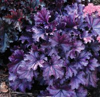 224.Heuchera Forever Purple 2,83<br />примерно 198р